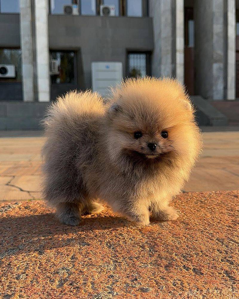 Pomeranian