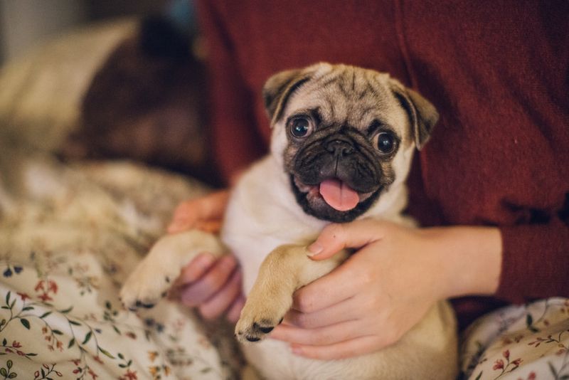 Pug