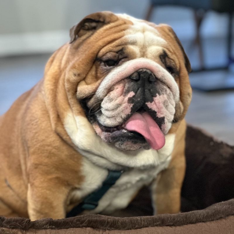Bulldog
