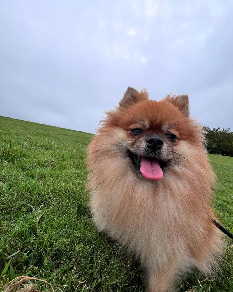 Pomeranian