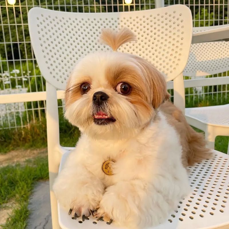 Shih Tzu