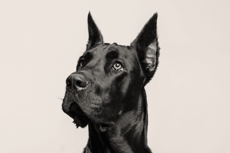 Great Dane