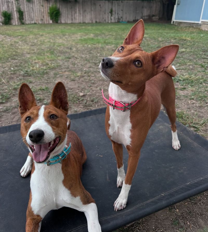 Basenji