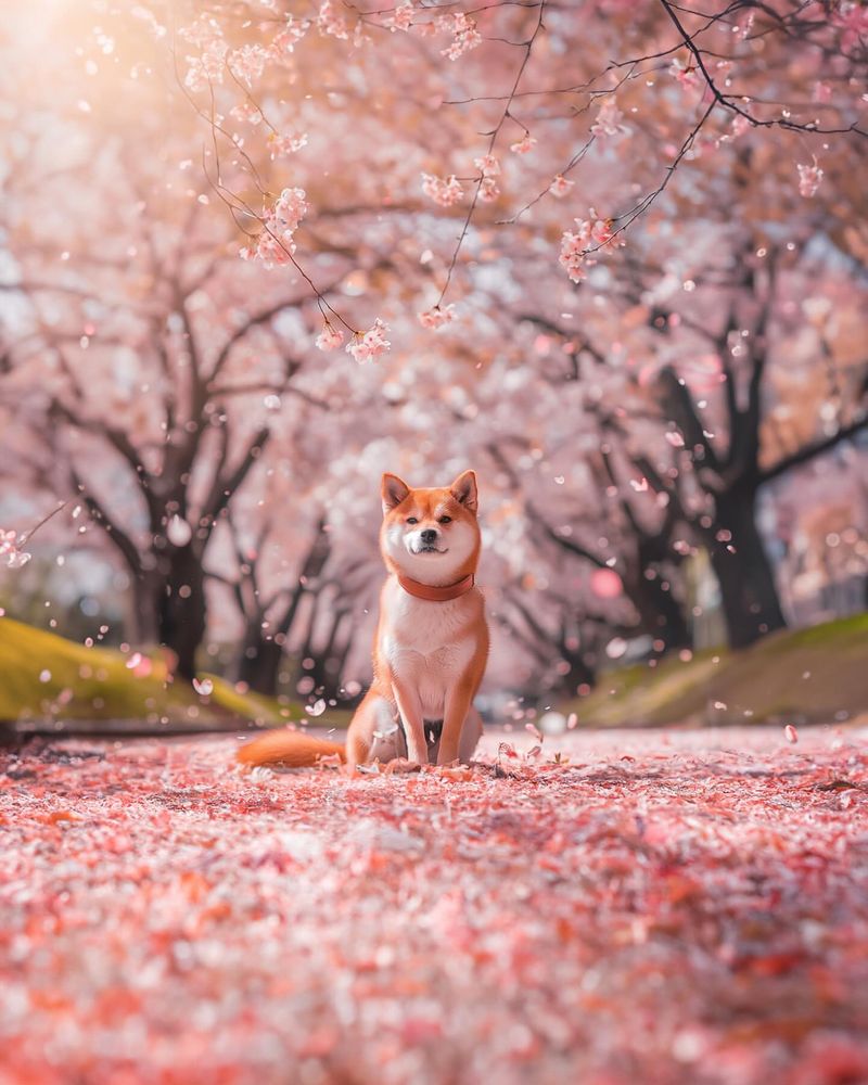 Shiba Inu