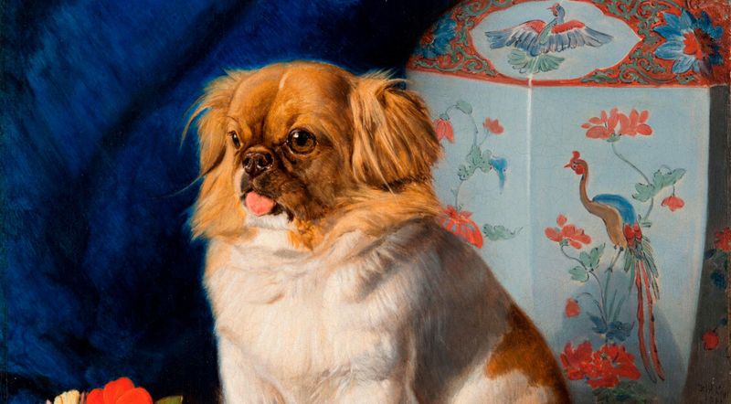 Pekingese