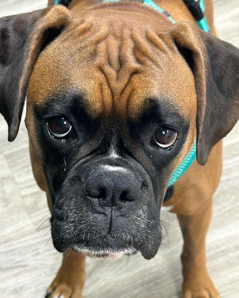 Boxer