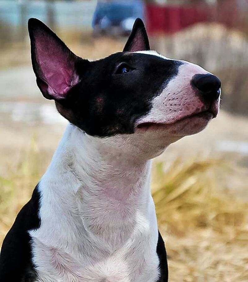 Bull Terrier