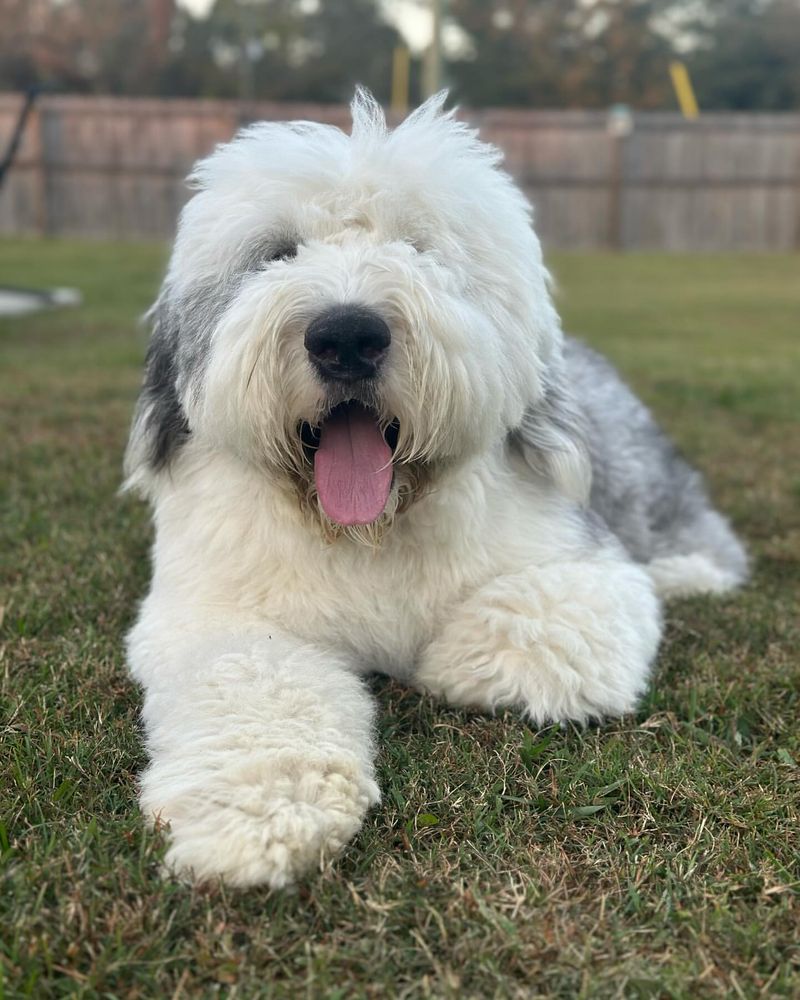 Old English Sheepdog