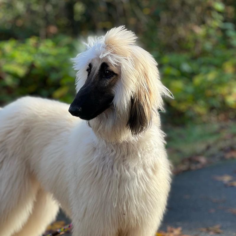 Afghan Hound