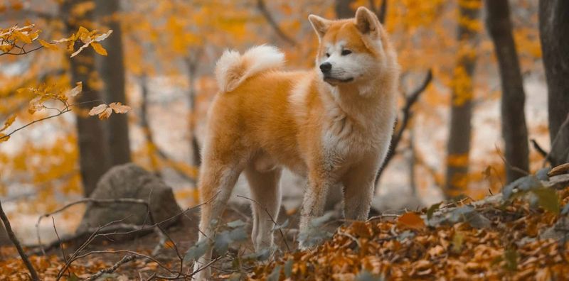 Akita Inu