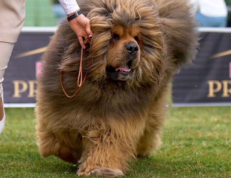 Tibetan Mastiff