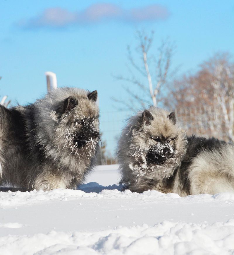 Keeshond