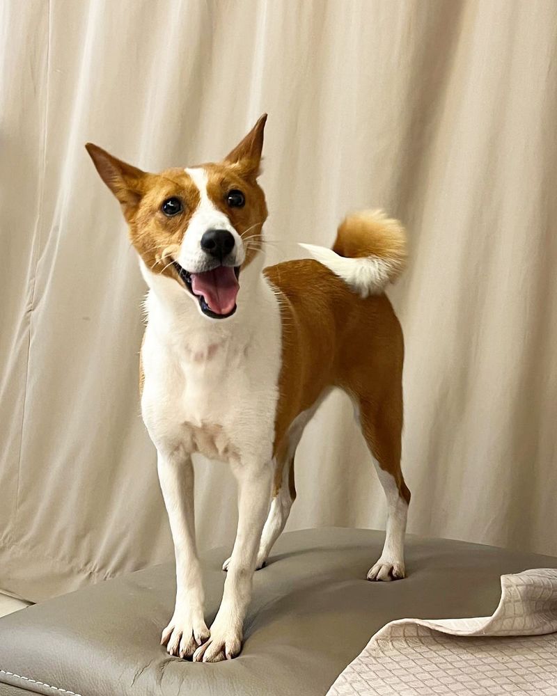 Basenji