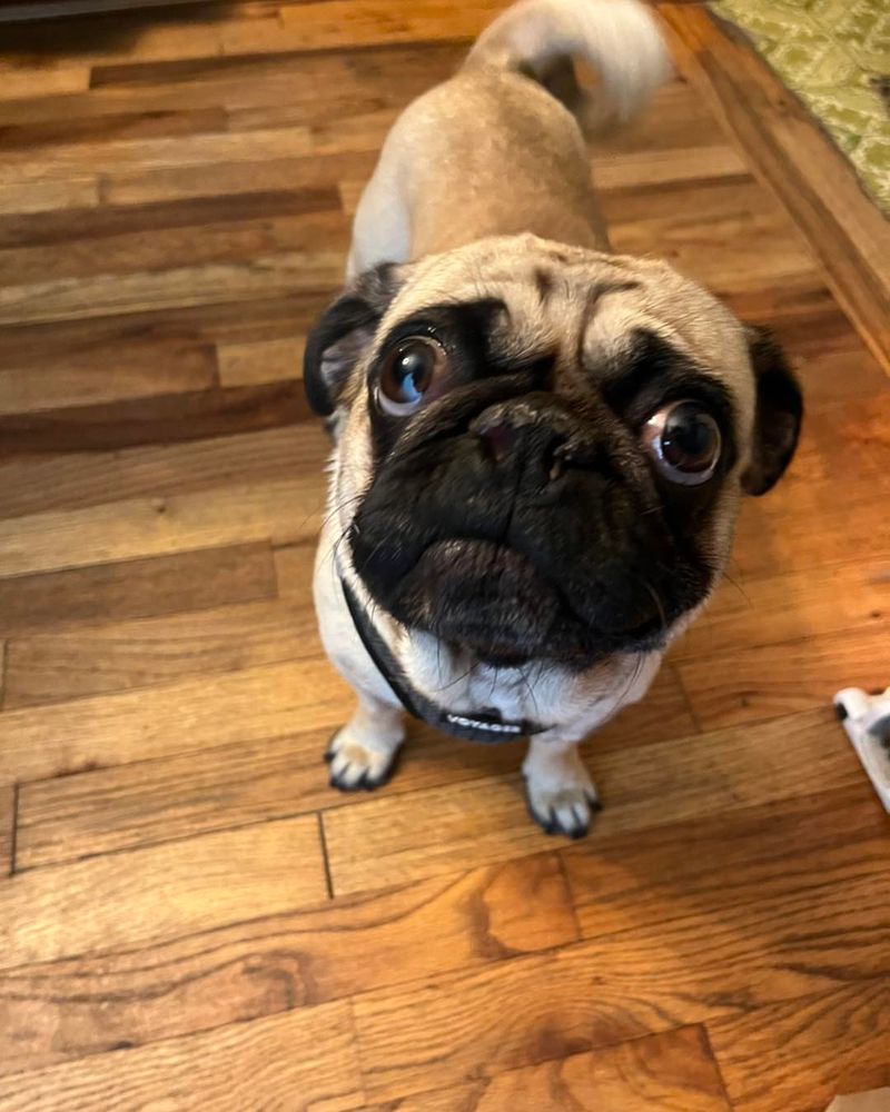 Pug