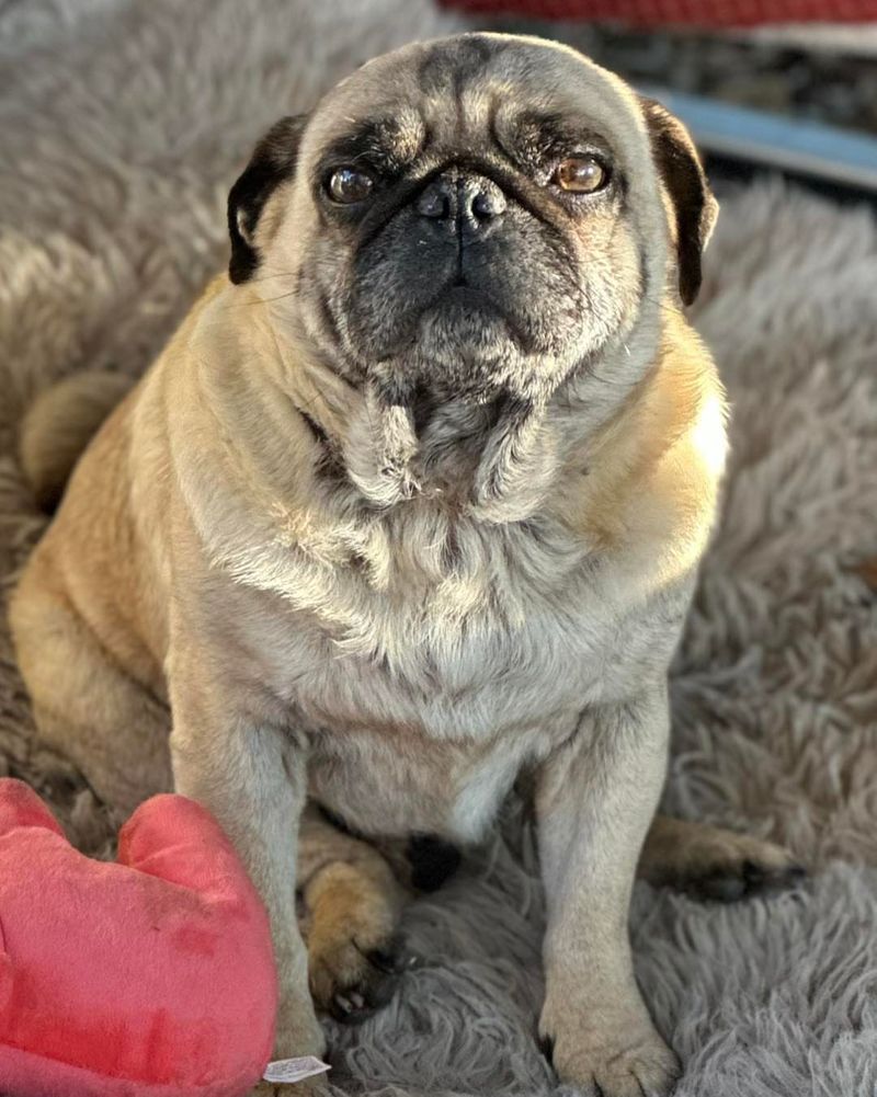 Pug