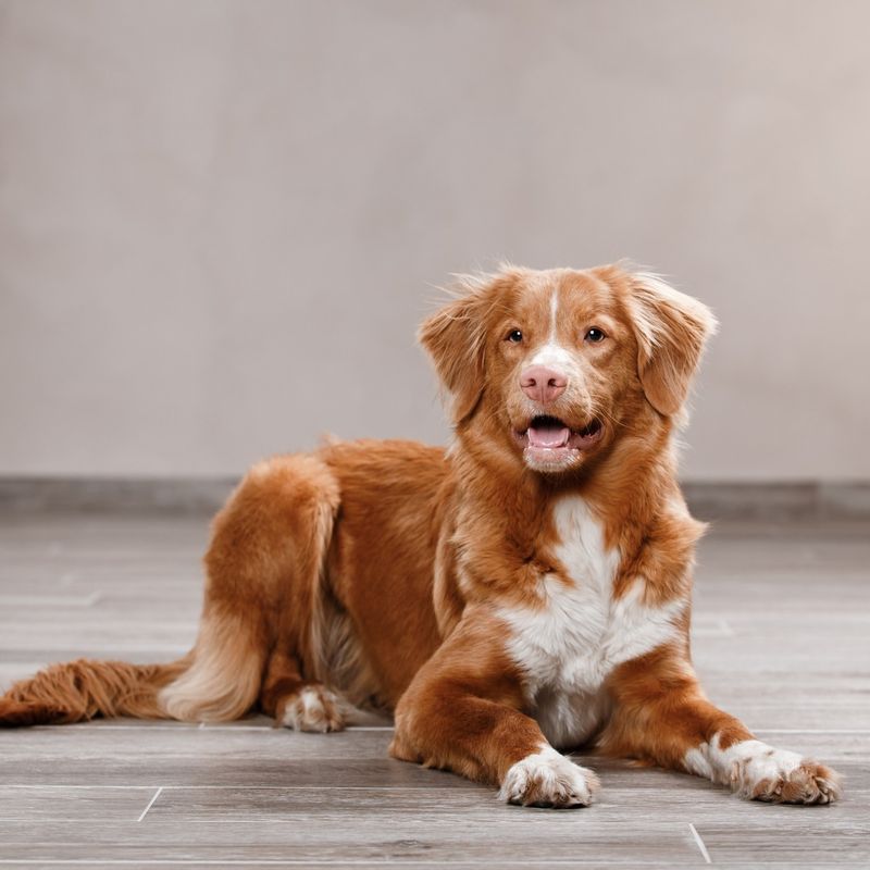 Nova Scotia Duck Tolling Retriever