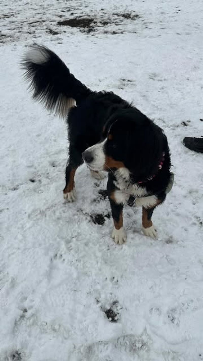 Bernese Mountain Dog