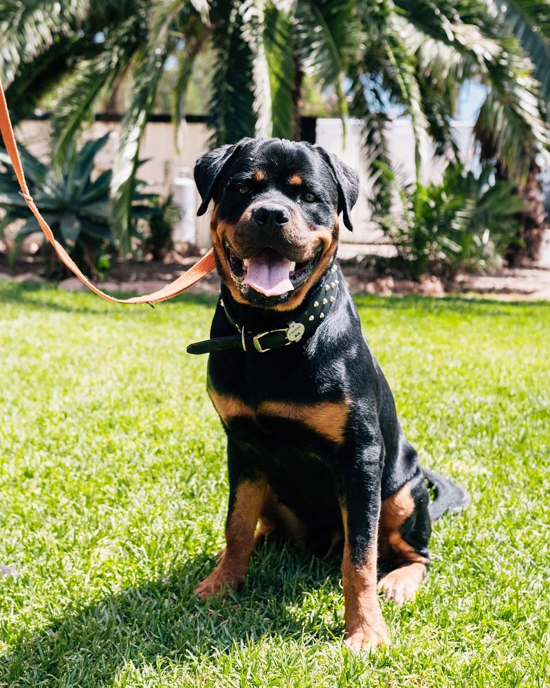 Rottweiler