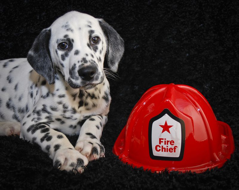 Dalmatian