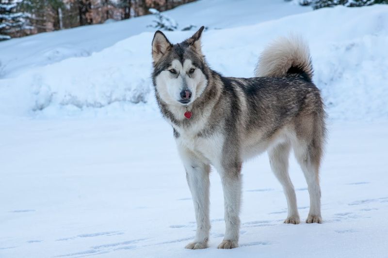 Siberian Husky
