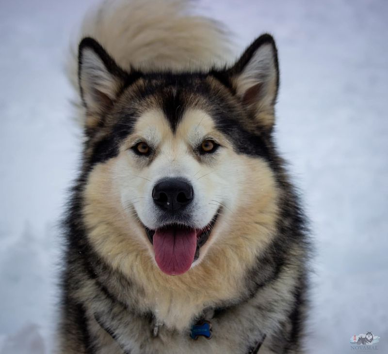 Alaskan Malamute