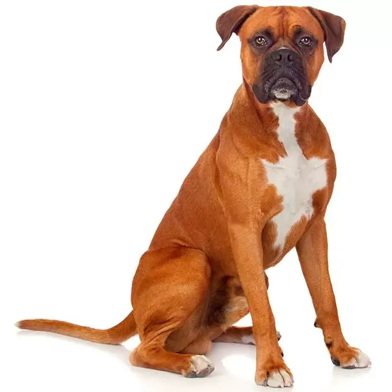 Boxer