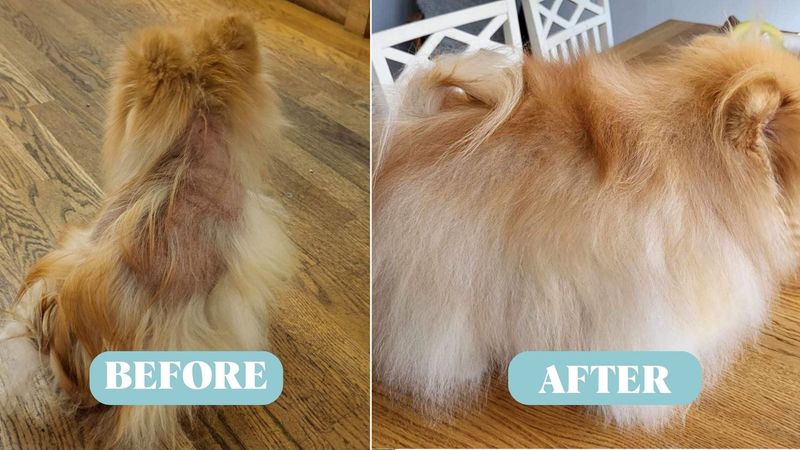 Dull Coat and Hair Loss