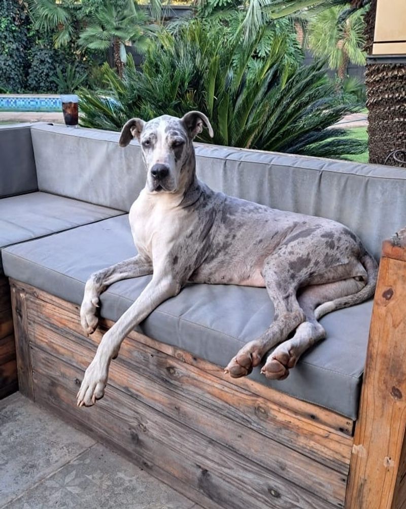 Great Dane