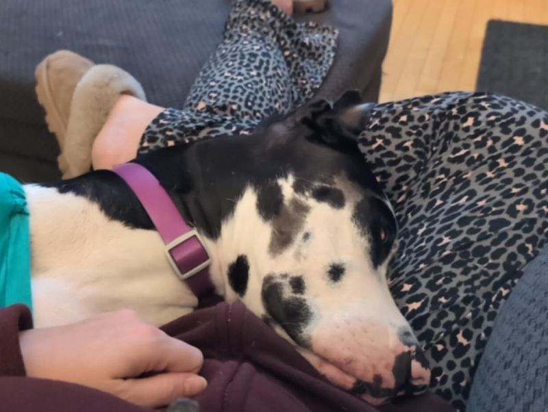 Great Dane