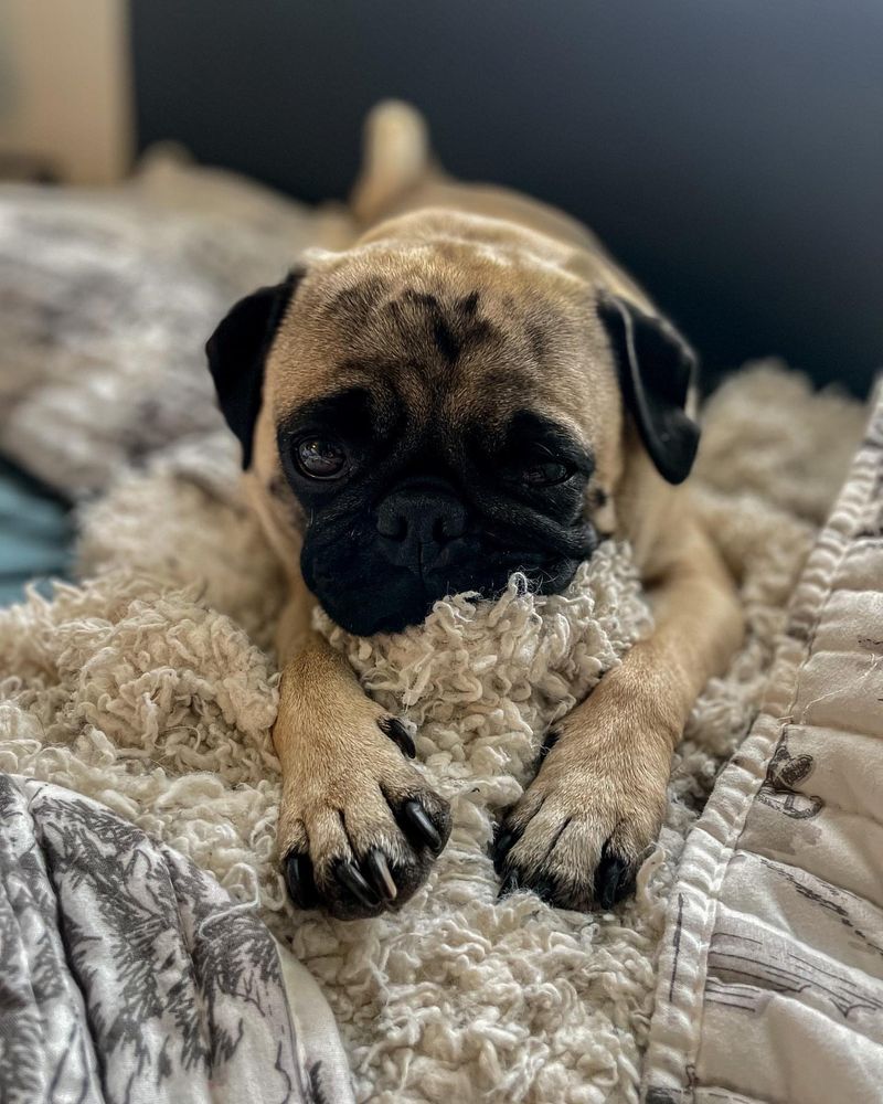 Pug