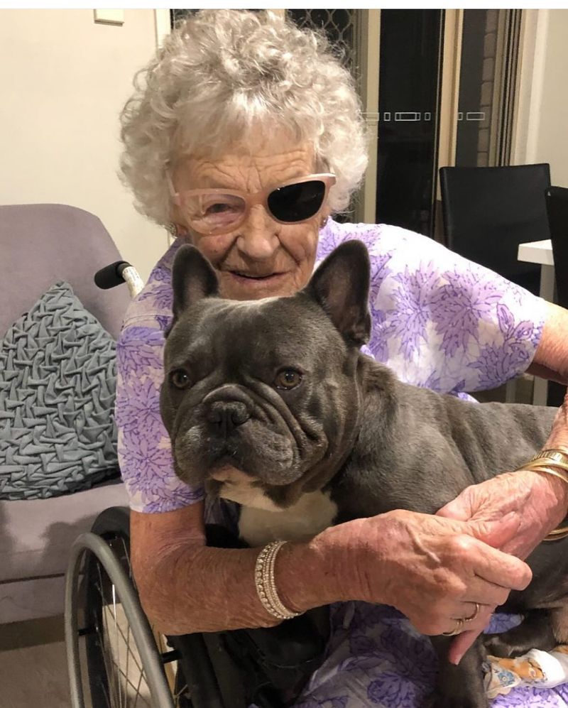 French Bulldog