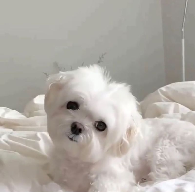 Maltese