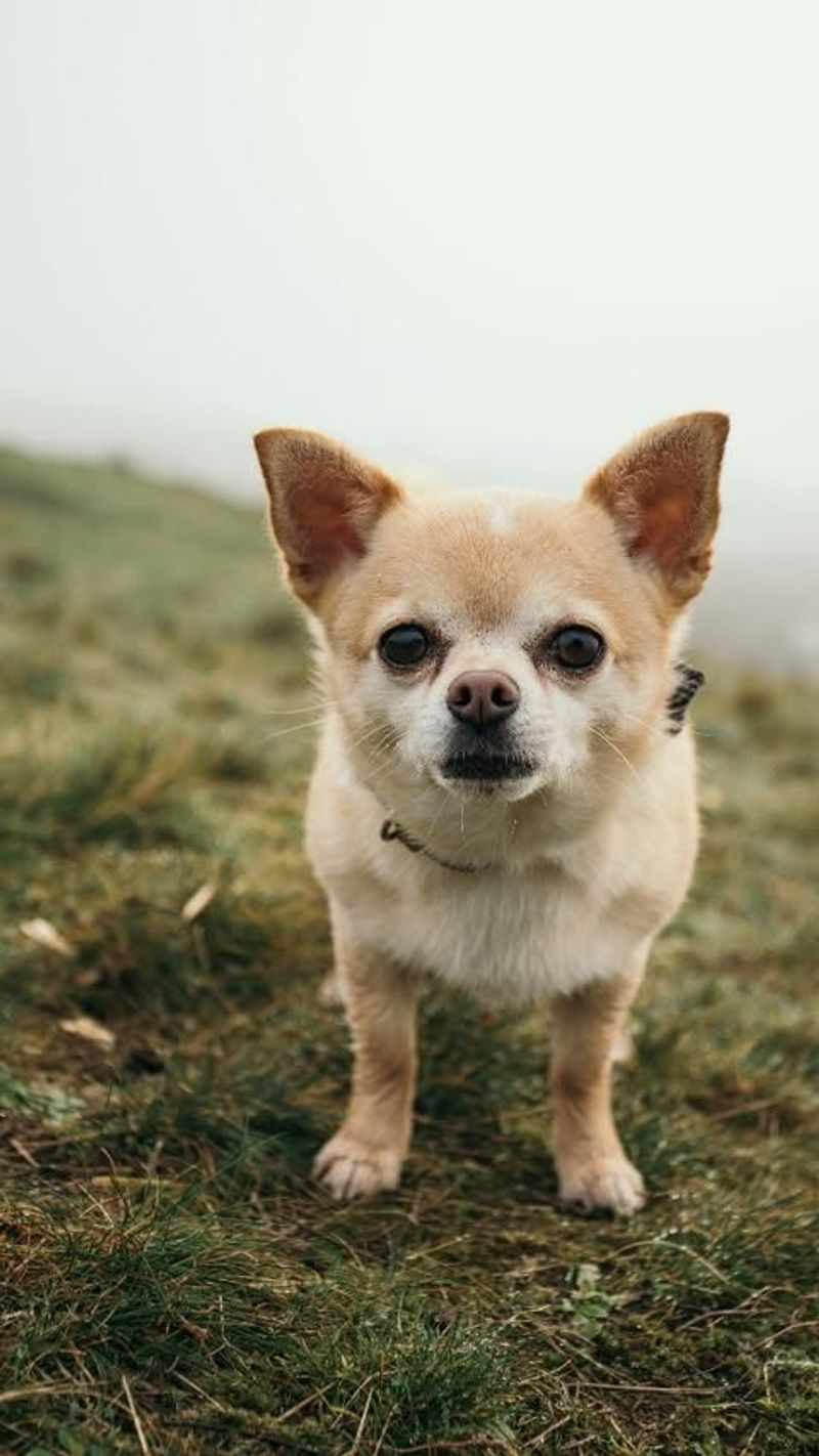 Chihuahua