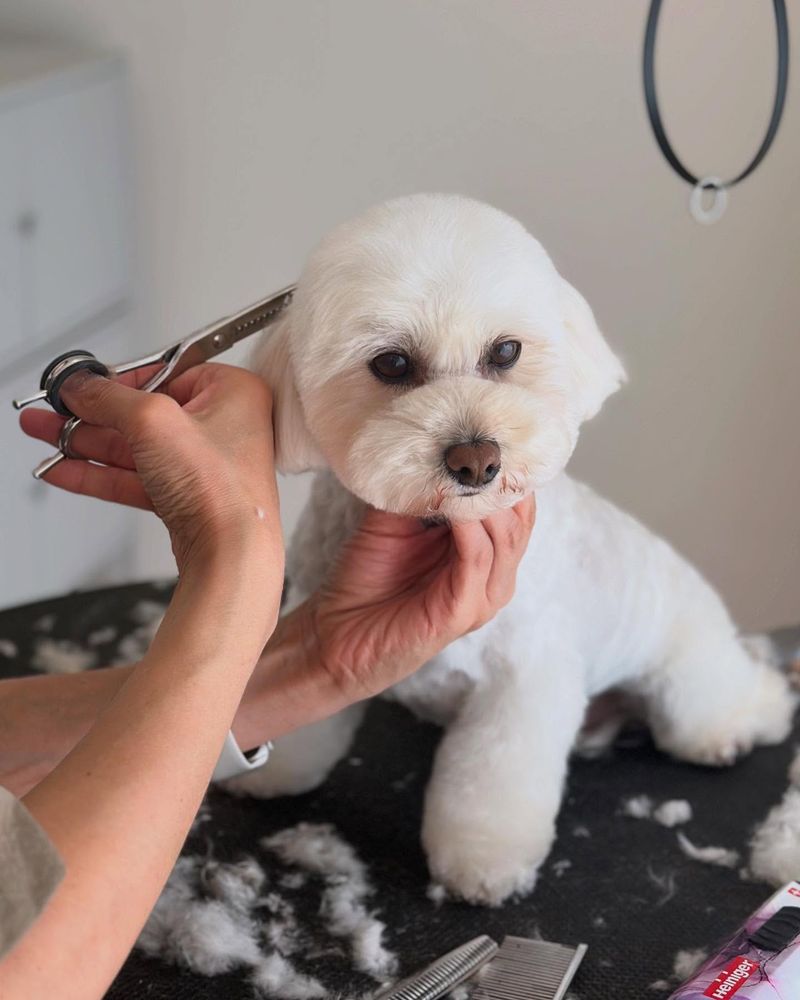 Maltese
