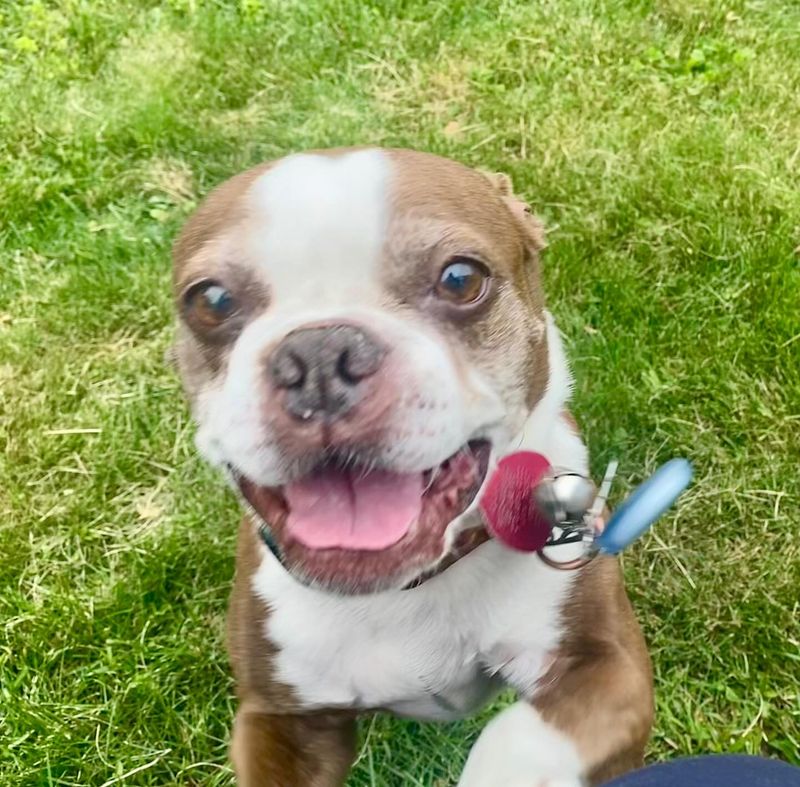 Boston Terrier