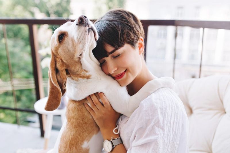 Beagle