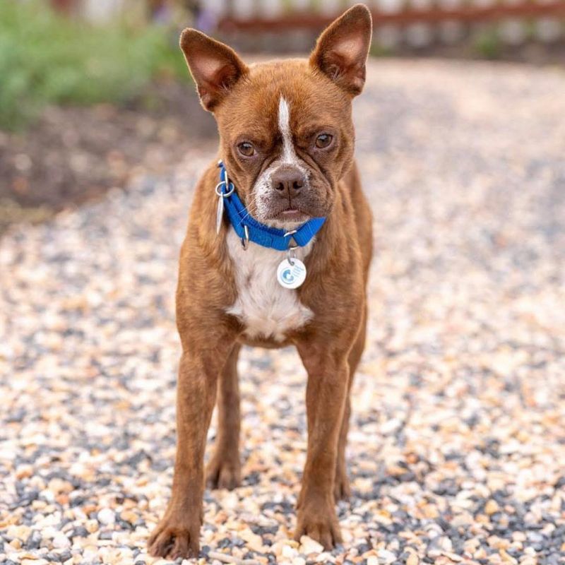 Boston Terrier