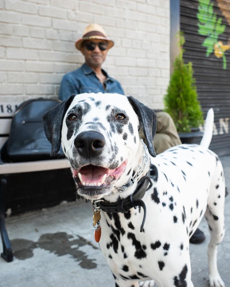 Dalmatian