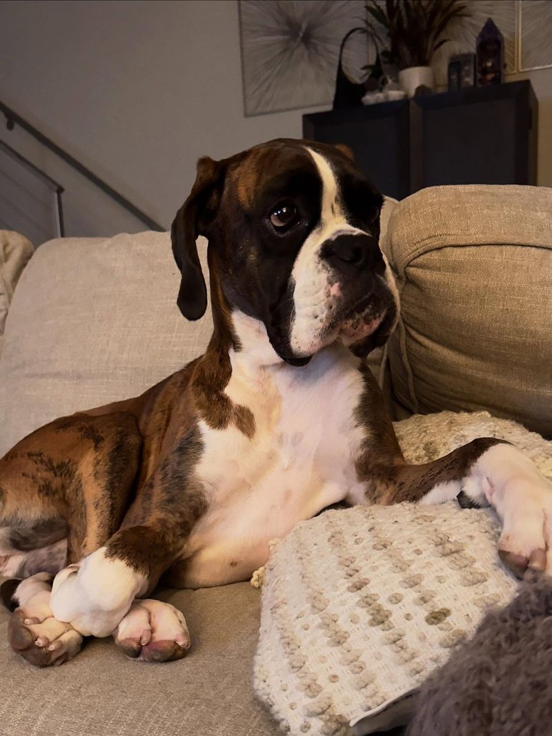 Boxer