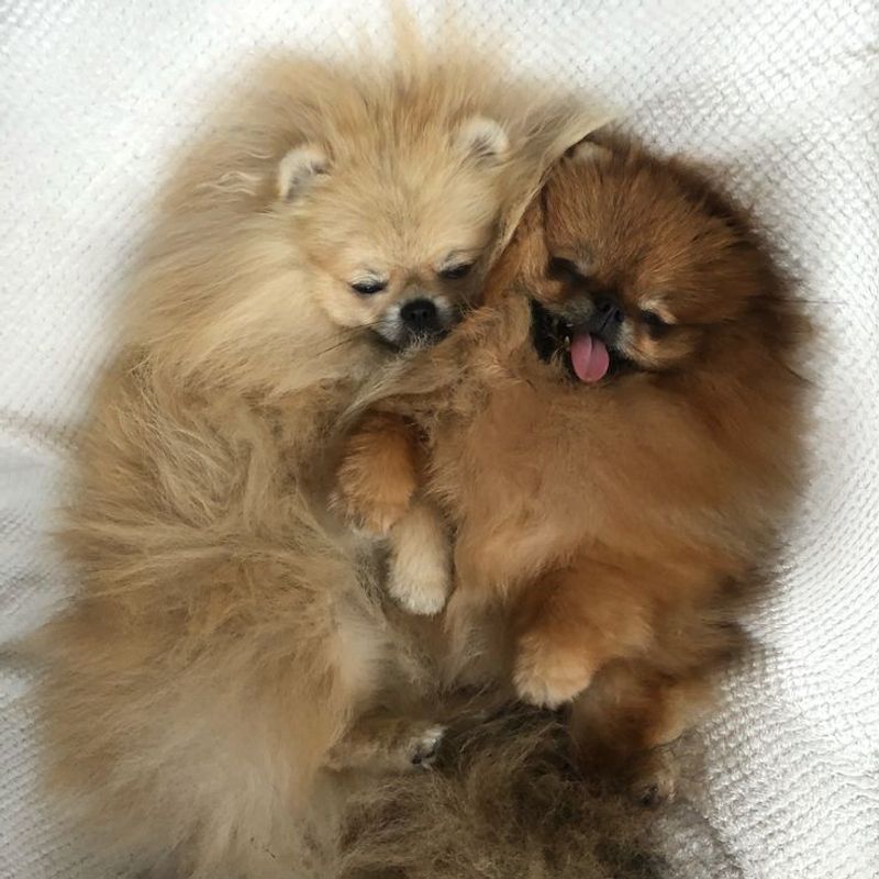 Pomeranian
