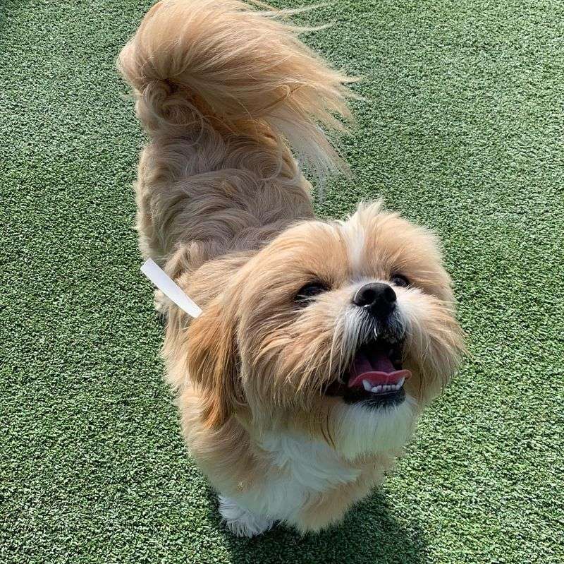 Shih Tzu