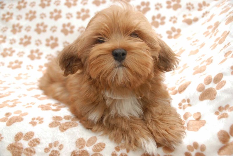 Havanese