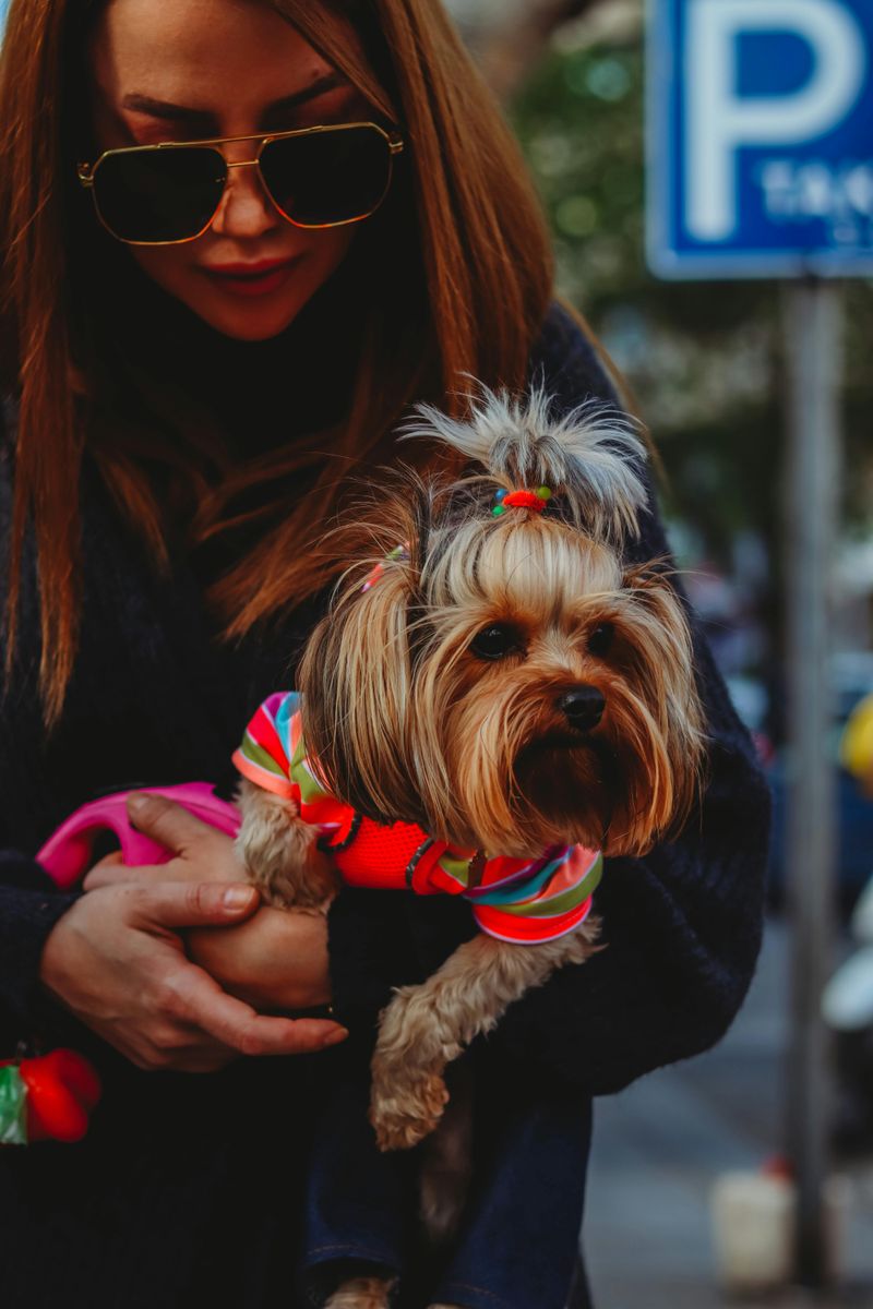 Yorkshire Terrier