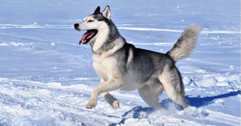 Siberian Husky