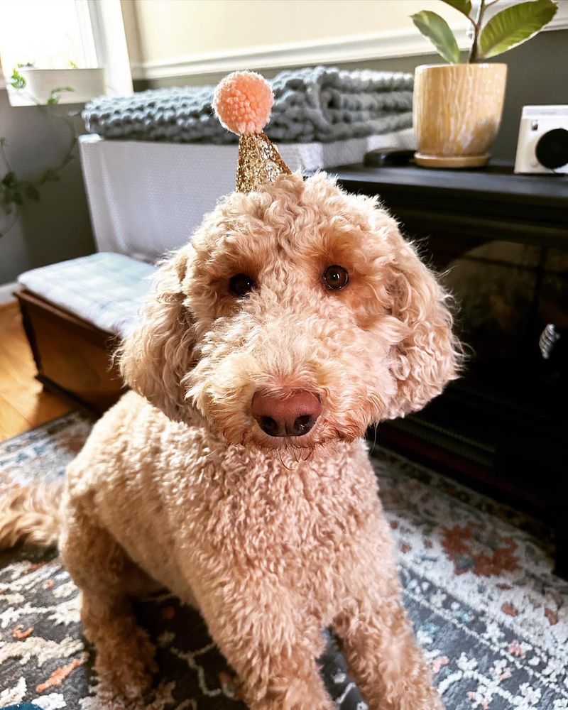 Poodle
