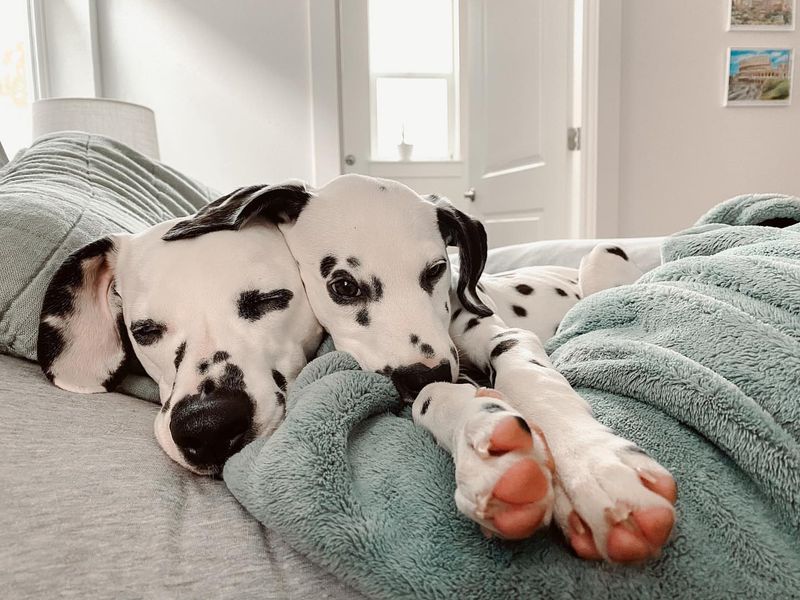 Dalmatian