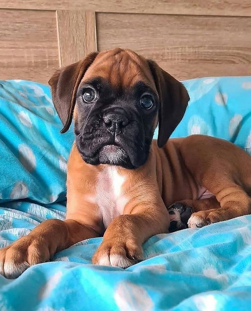 Boxer