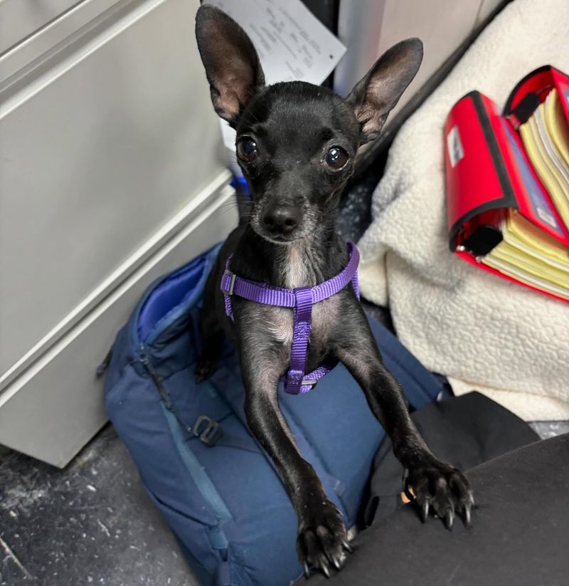 Chihuahua