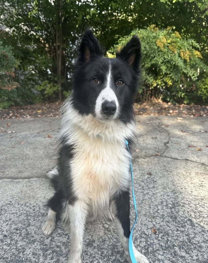 Border Collie