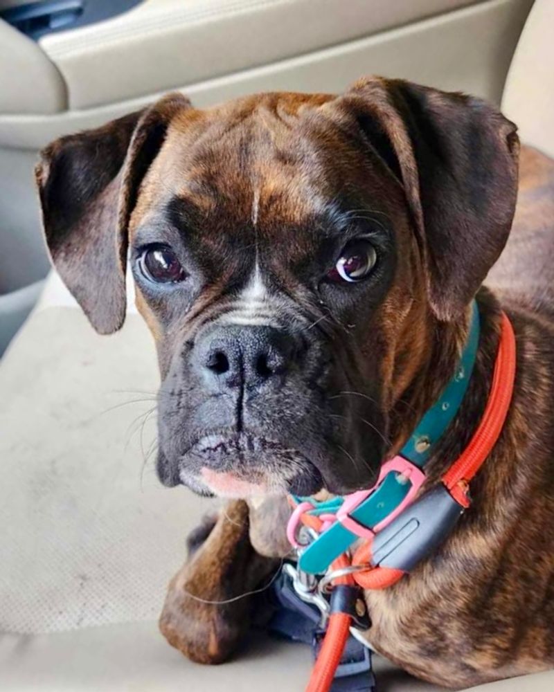 Boxer